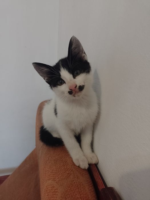Pisicuta 3 culori si motanel alb cu negru