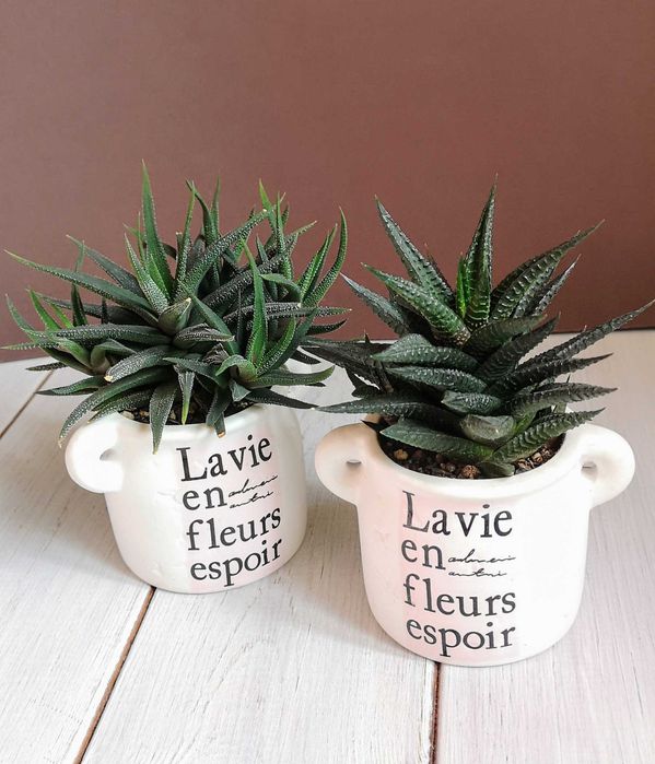 Хавортия, суккулент