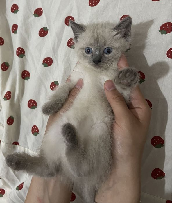 Котенок в хорошие руки