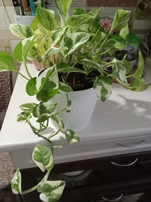 Эпипремнум цветок продам