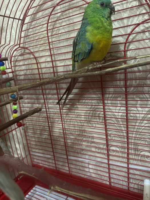 Попугаи певьчие