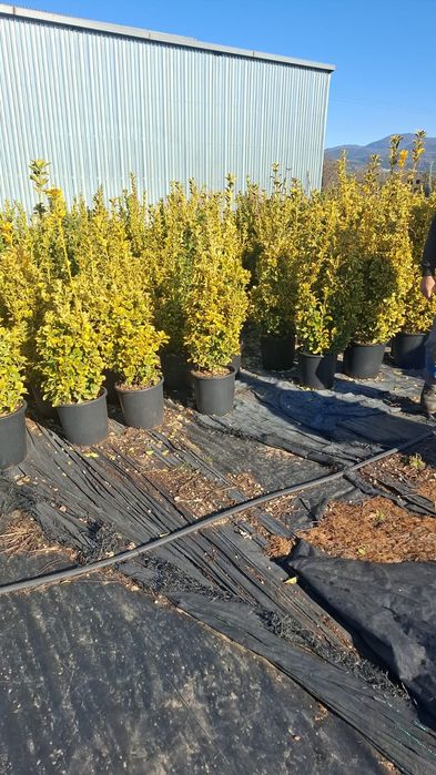 Vând plante ornamentale tuia leylandii asiguram transport în toată țar
