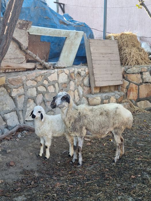 Ona bola Qo‘y sotiladi