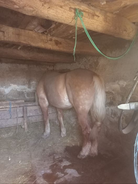 Vând iapă de 7 ani Gistanta