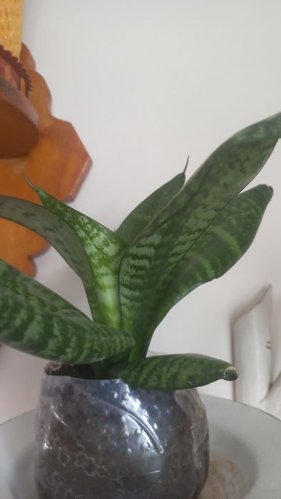 Продам  цветок  САНСЕВИЕРИЯ