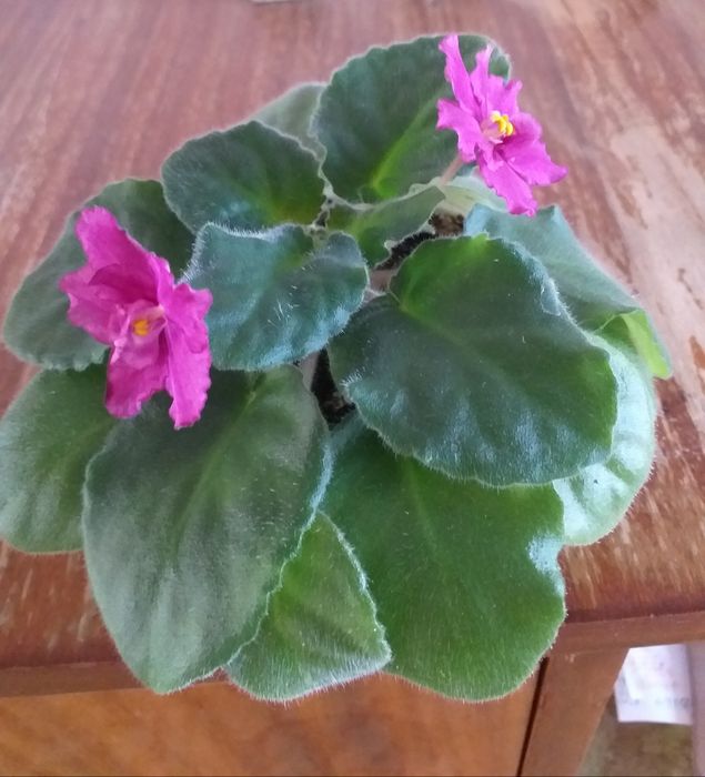 Фиалка комнатная