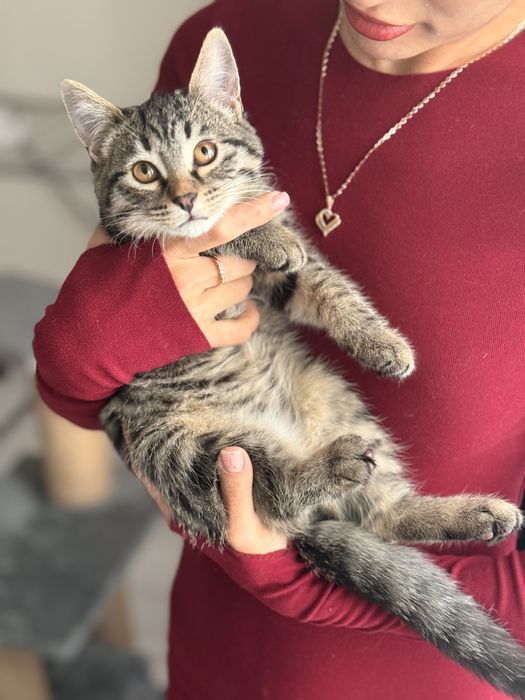 Котенок ищет дом