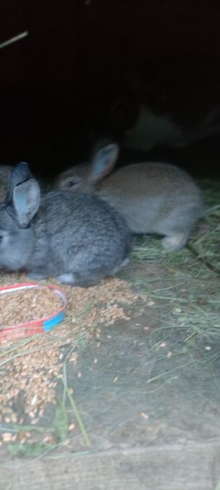 Vând iepuri de casa