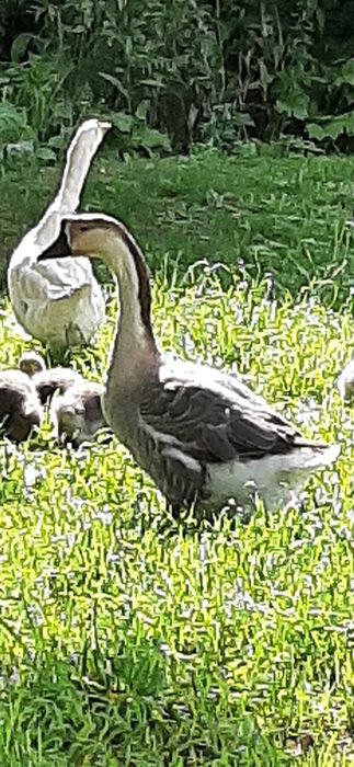 Vând gâscan in vârstã de 3 ani