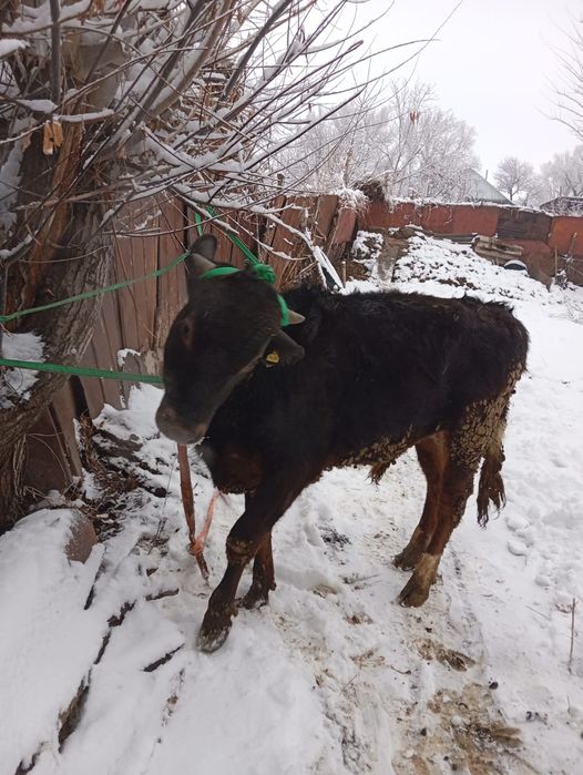 Продам бычка село Кайназар