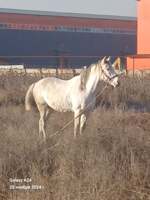 Айғыр мінуге арналған