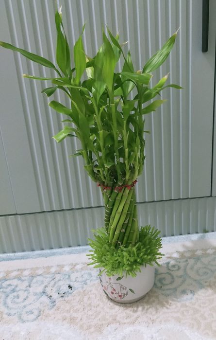 Комнатные цветы.