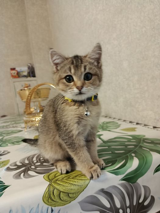 Котёнок золотая шиншилла девка