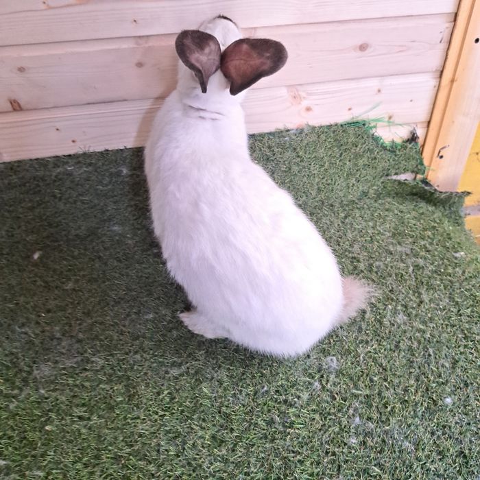 Vand iepuri  Uriaș de Transilvania