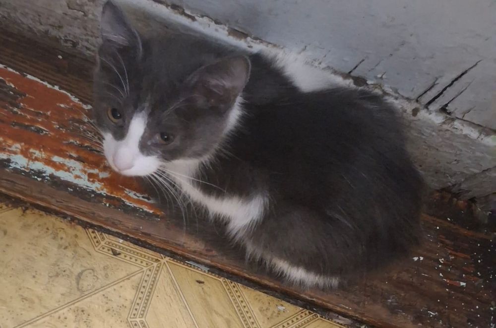 Котята бесплатно