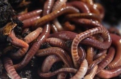 Черви Опарыш Личинки для рыбалки