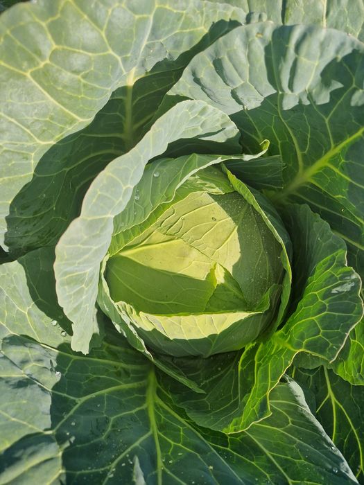 Varza, ceapa alba; roșie