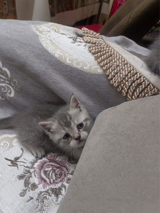 Шотландские котята