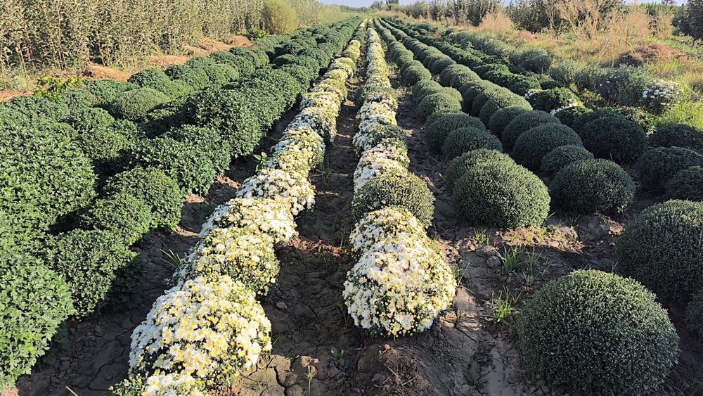 Ассалом Хиризантема гулар сотувга тайор