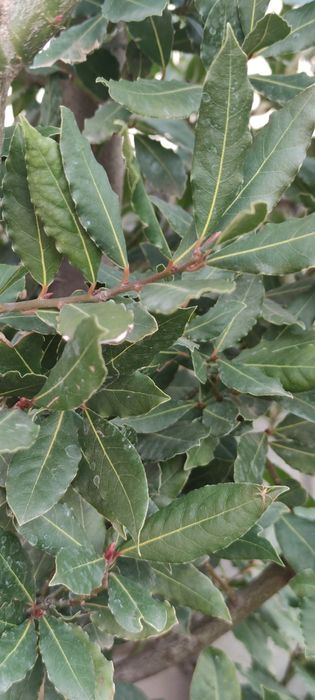 Foi de dafin nesteopit, netratat