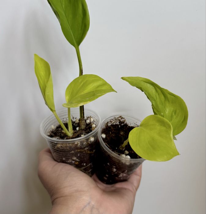 Сциндапсус Сильвер Клауд! Эпипремнум ! Комнатные цветы!