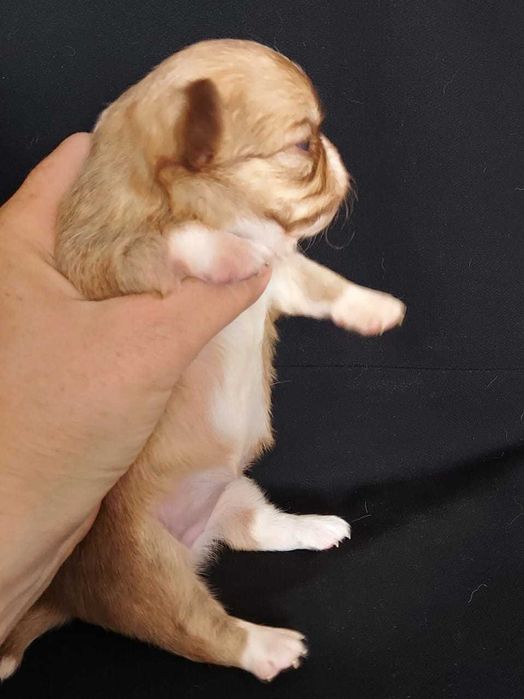 Продаю щенков чихуахуа