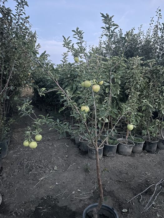 Vând pomi fructiferi la ghiveci !