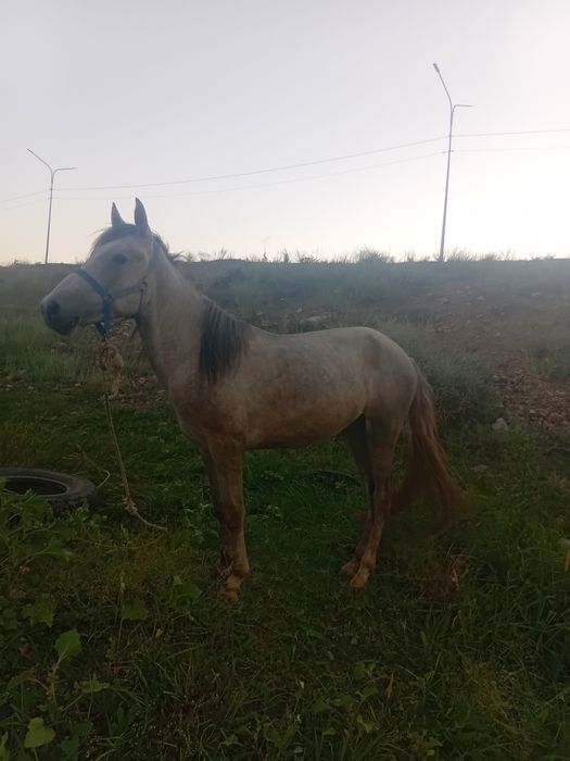 Продам лошадь откормм