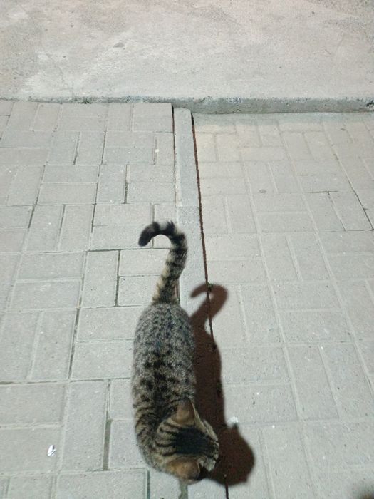 Кошечка, чья-то была домашней