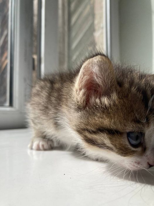 Отдам котят в добрые руки