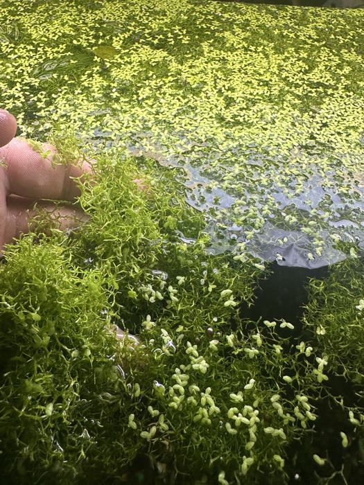 Ричия с водна леща