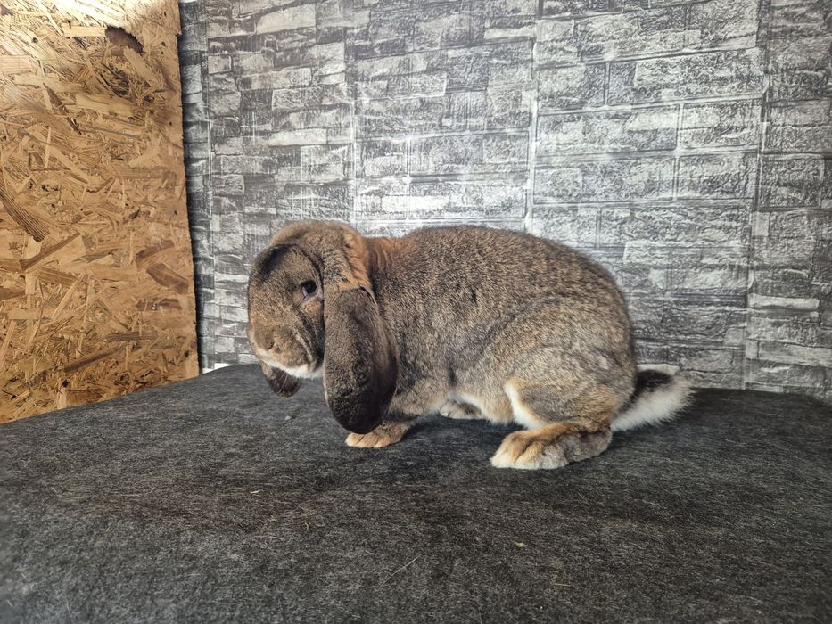 Iepuri Berbec German