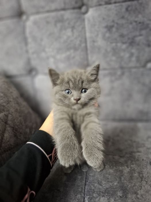 Scottish strateg 2 oyli mushu ozi ovqatlanadi gorshok biladi