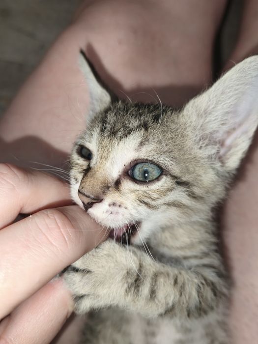 Продам кота Сфинкса
