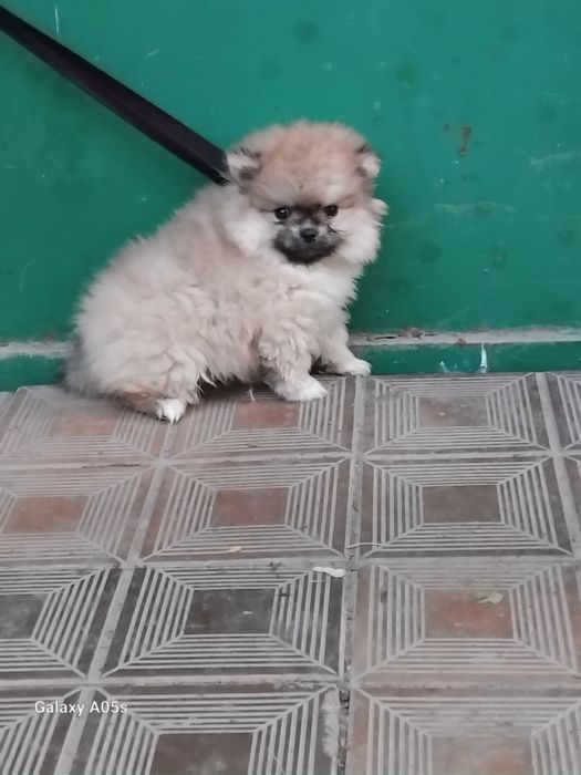 Щенок немецкого шпица