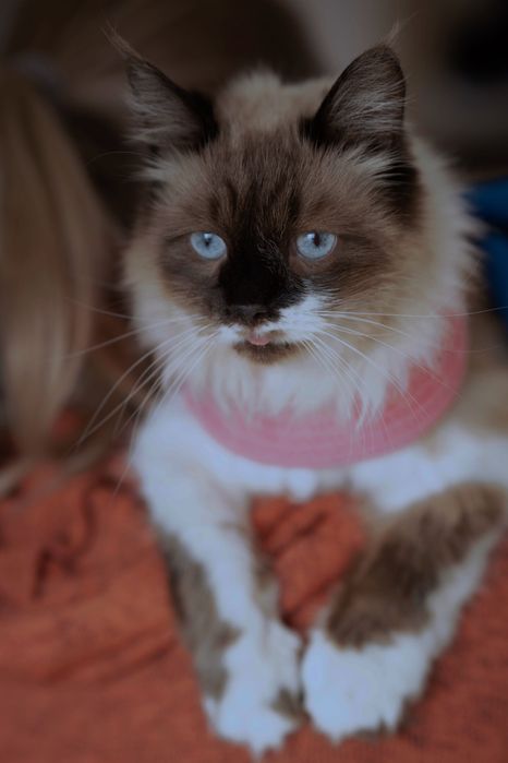 Кошки в добрые и ответственные руки