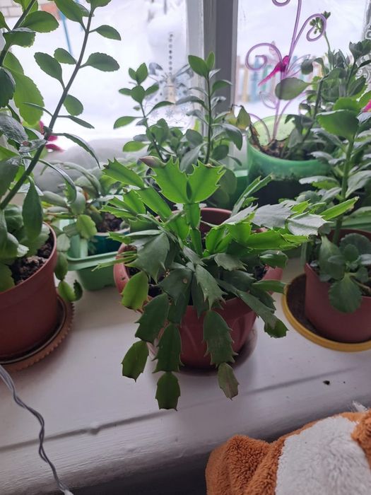 Хлорофитум. колонхое .декабрист белый розовый красный