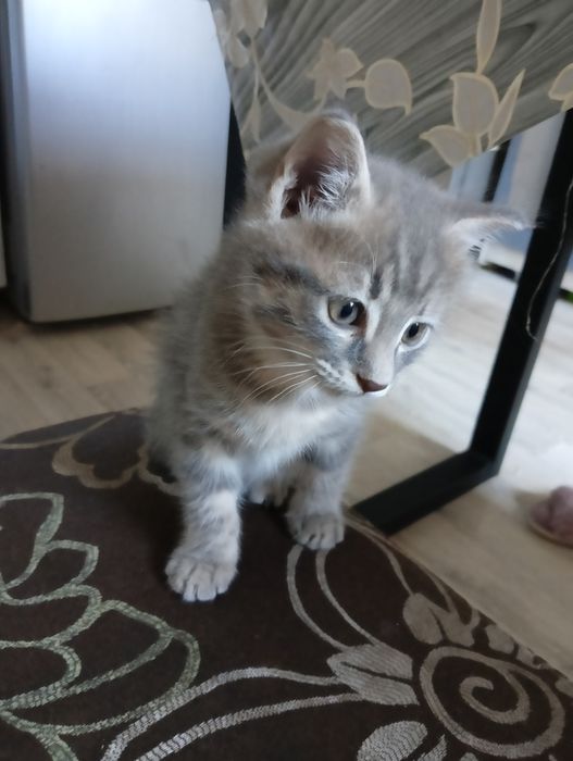 Котёнок домашний