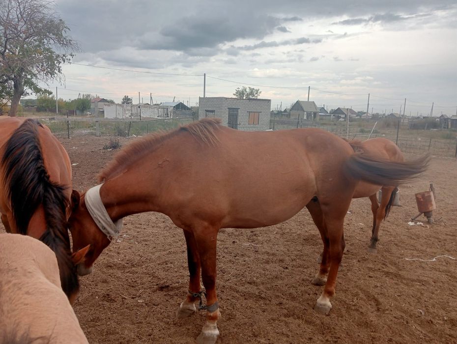 Бие 650000, жуас, сауын.