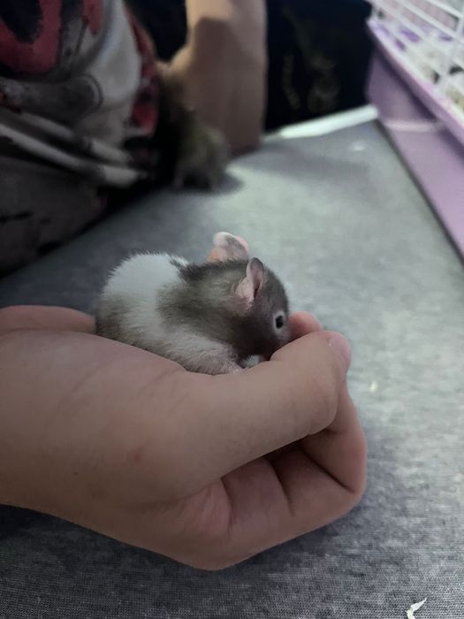Hamster sirian de vanzare
