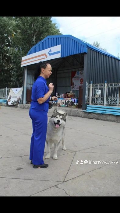 Щенок Аляскинского маламута