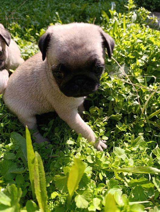 Щенки мопса чистокровные