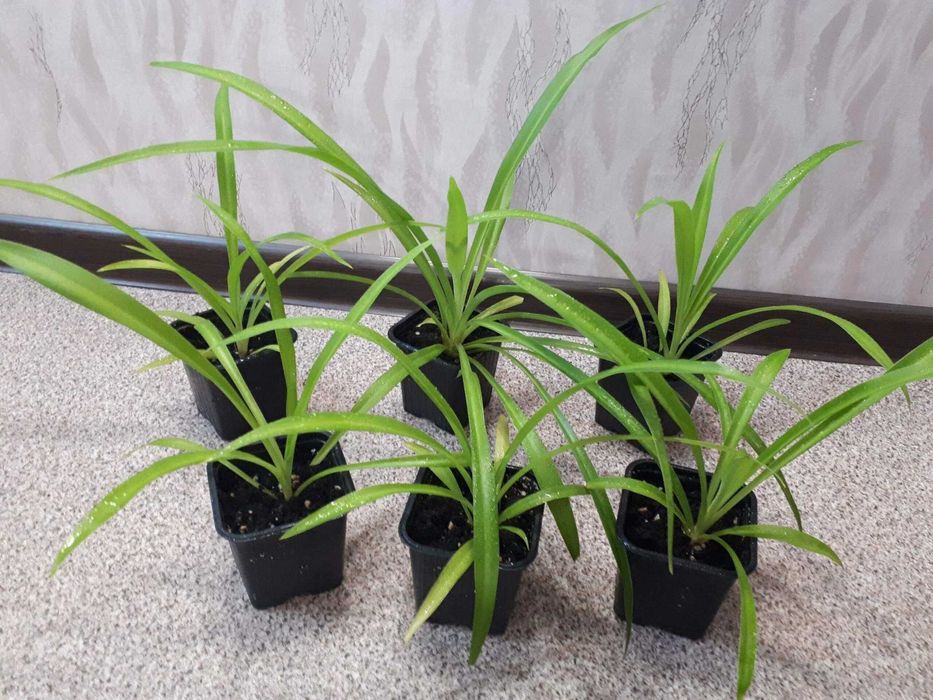 комнатные растения хлорофитум