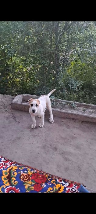 Kuchuk sotiladi chopon it 6 ta barmoqli