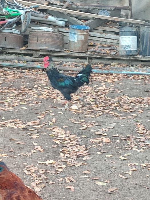 Осы 2 қораз сатылады