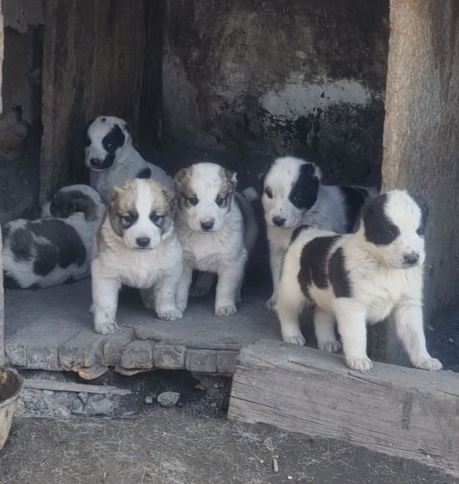 Продам щенков алабая 1 месяц