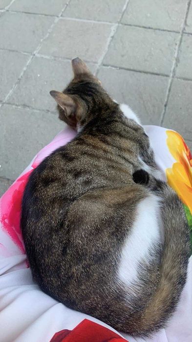 Котета 1,5 години кастрирани и дружелюбни