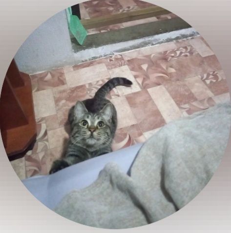 Ищу кота ему год
