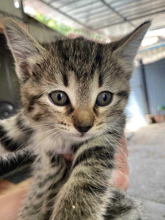 Отдам самых красивых котят!!!