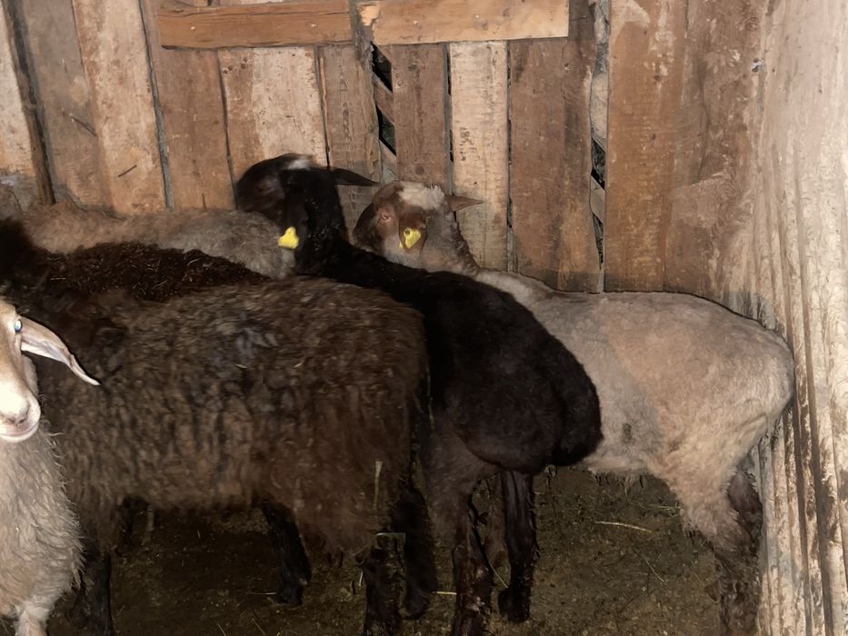 Семіз тоқтылар сатылады бараны